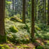 Wald_in_Hintenberg_2.jpg